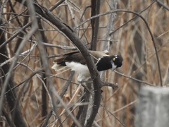 Cyanocorax cyanopogon