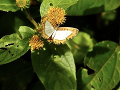 Nymphidium caricae