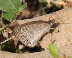 Ypthima baldus madrasa