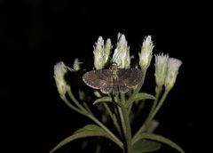 Antimimistis cuprina