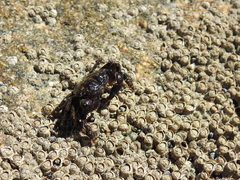 Pachygrapsus transversus