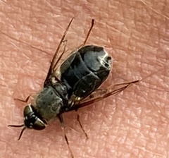 Odontomyia tigrina
