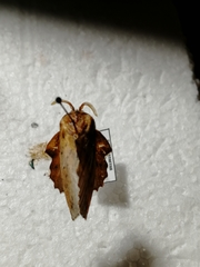 Phyllodesma tremulifolia