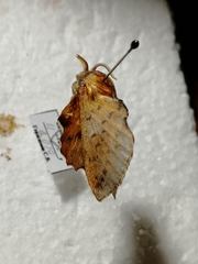 Phyllodesma tremulifolia