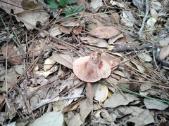 Lactarius vinosus