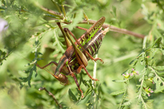 Gampsocleis sedakovii