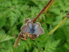 Aricia nicias
