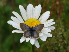 Aricia nicias