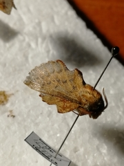 Phyllodesma tremulifolia