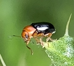 Cryptocephalus rufipes