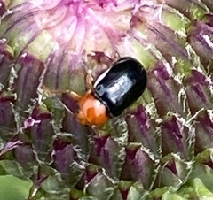 Cryptocephalus rufipes