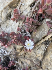 Delosperma guthriei