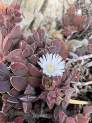 Delosperma guthriei