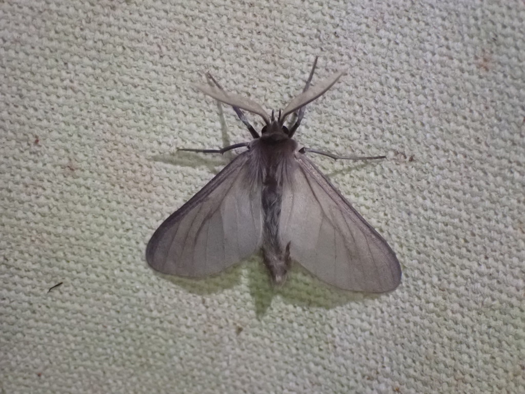 Apisa fontainei