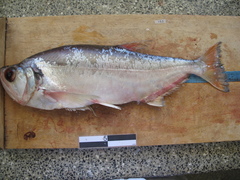 Hydrolycus tatauaia