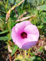 Hibiscus furcellatus