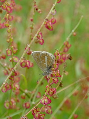 Aricia nicias