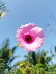 Hibiscus furcellatus