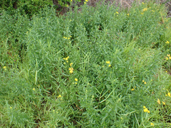 Nidorella auriculata
