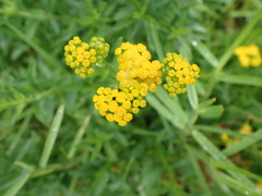 Nidorella auriculata