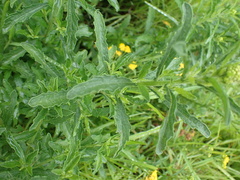 Nidorella auriculata