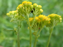 Nidorella auriculata