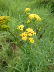 Nidorella auriculata