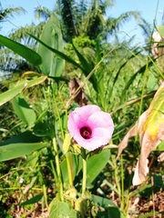 Hibiscus furcellatus