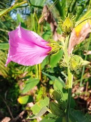 Hibiscus furcellatus