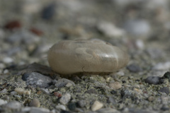 Eopolita protensa