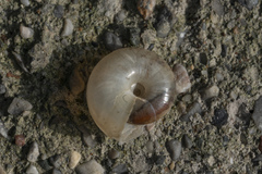Eopolita protensa