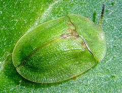 Cassida rubiginosa