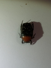 Clinteroides permutans