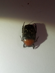 Clinteroides permutans