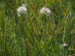 Allium suaveolens