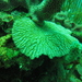 White Maze Coral - Photo (c) Laura Rodríguez, some rights reserved (CC BY-NC), uploaded by Laura Rodríguez
