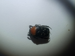 Clinteroides permutans