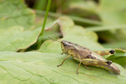 Podismopsis poppiusi