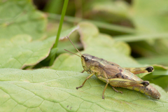 Podismopsis poppiusi