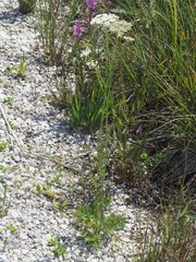 Selinum