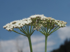 Selinum