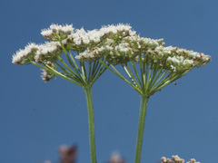 Selinum