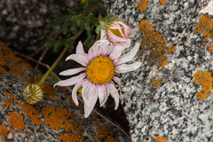 Chrysanthemum sinuatum
