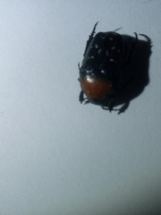 Clinteroides permutans