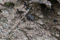 Metaplatybunus rhodiensis