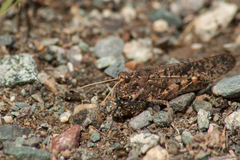 Angaracris barabensis