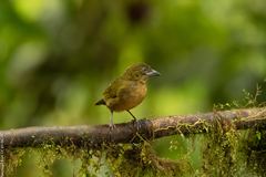 Chlorothraupis stolzmanni