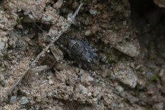 Metaplatybunus rhodiensis