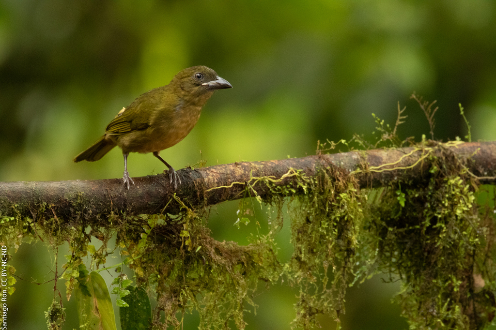 Ochre-breasted Tanager (Chlorothraupis stolzmanni) photo