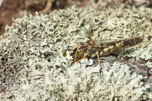 Angaracris barabensis